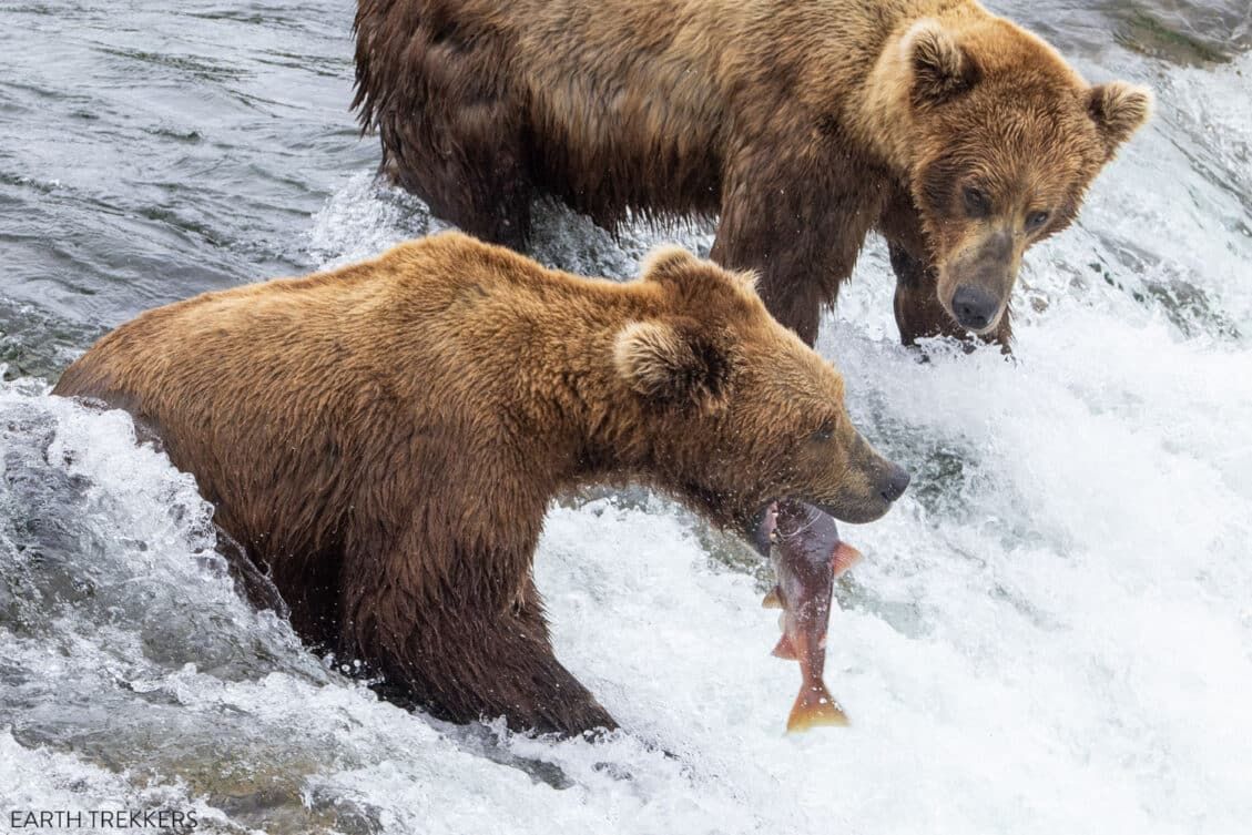 Amazing Things To Do In Katmai National Park Preserve Earth Trekkers