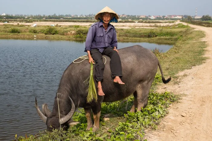 Man on a Buffalo