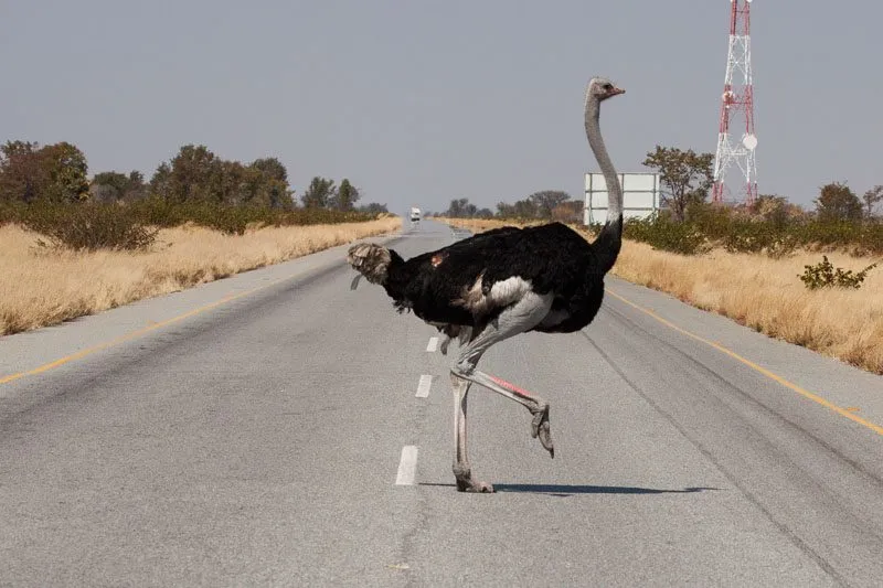 Ostrich