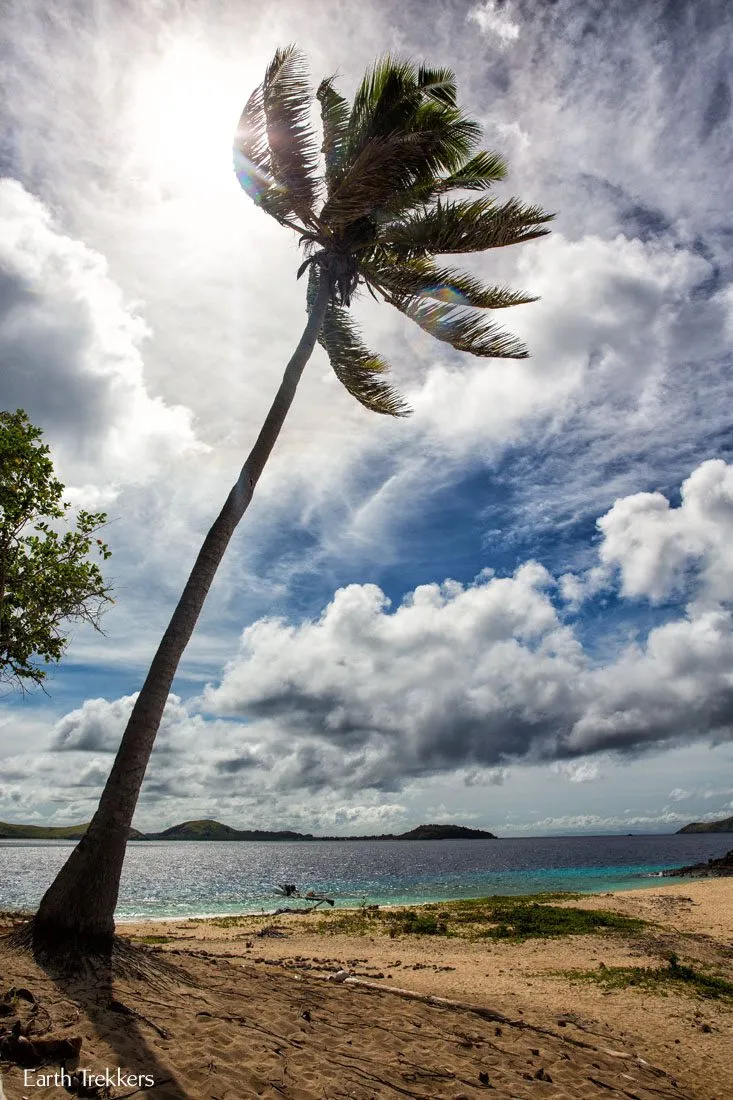 Palm Tree Silhouette