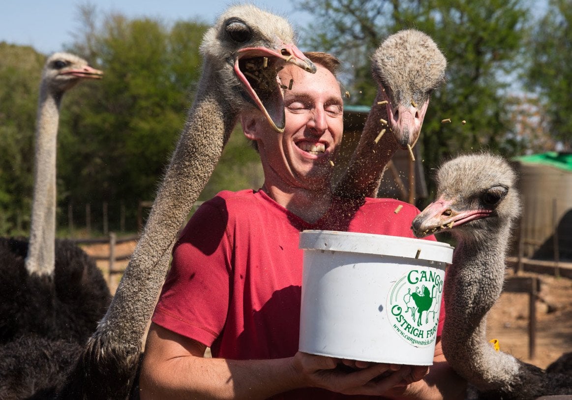 Feeding Ostriches - Earth Trekkers