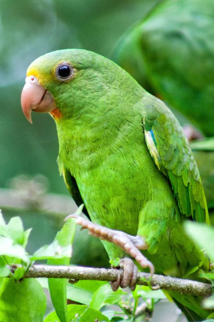 Parakeet