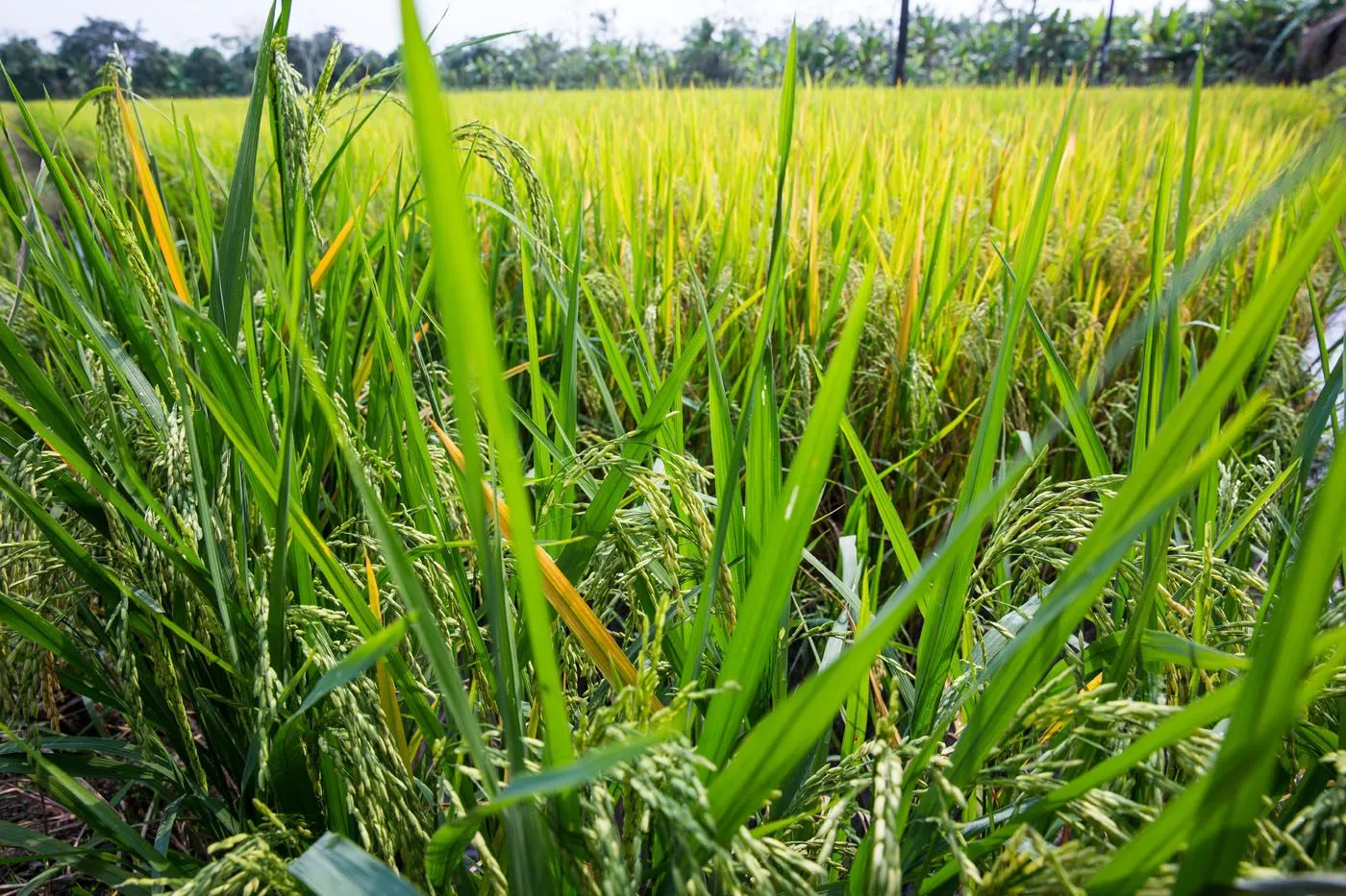 Rice Plant