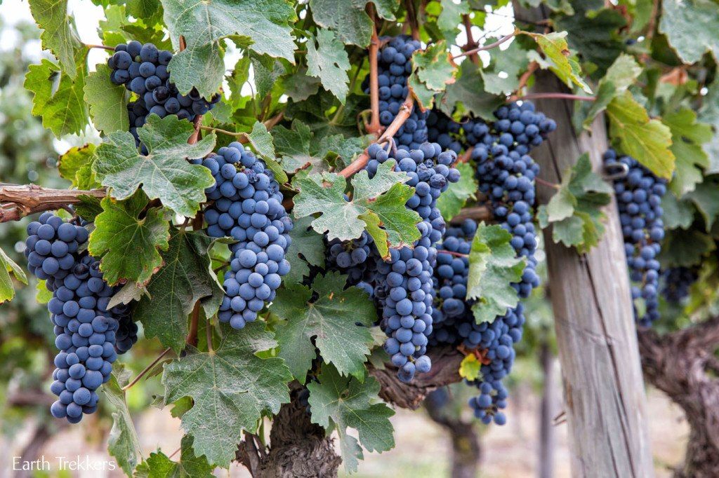 Ripe Grapes