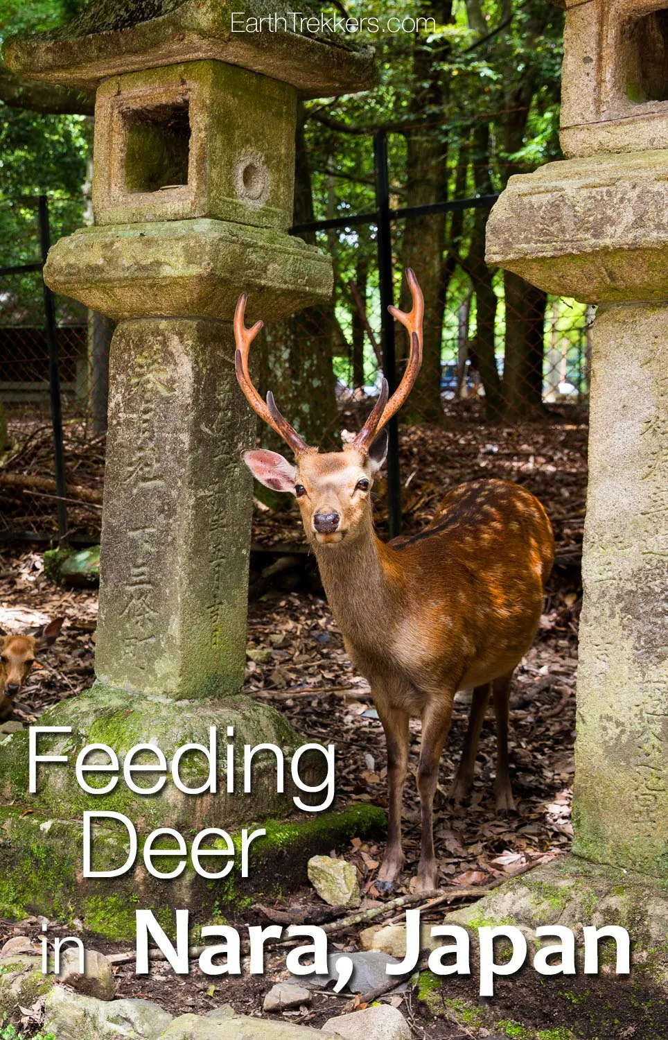 Feeding Deer in Nara Japan