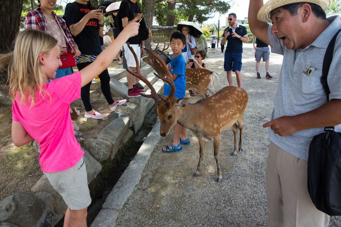 Feeding Deer In Nara Japan Earth Trekkers 2877