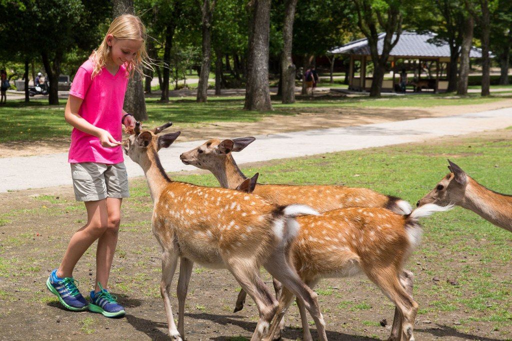 Feeding Deer In Nara Japan Earth Trekkers 9680