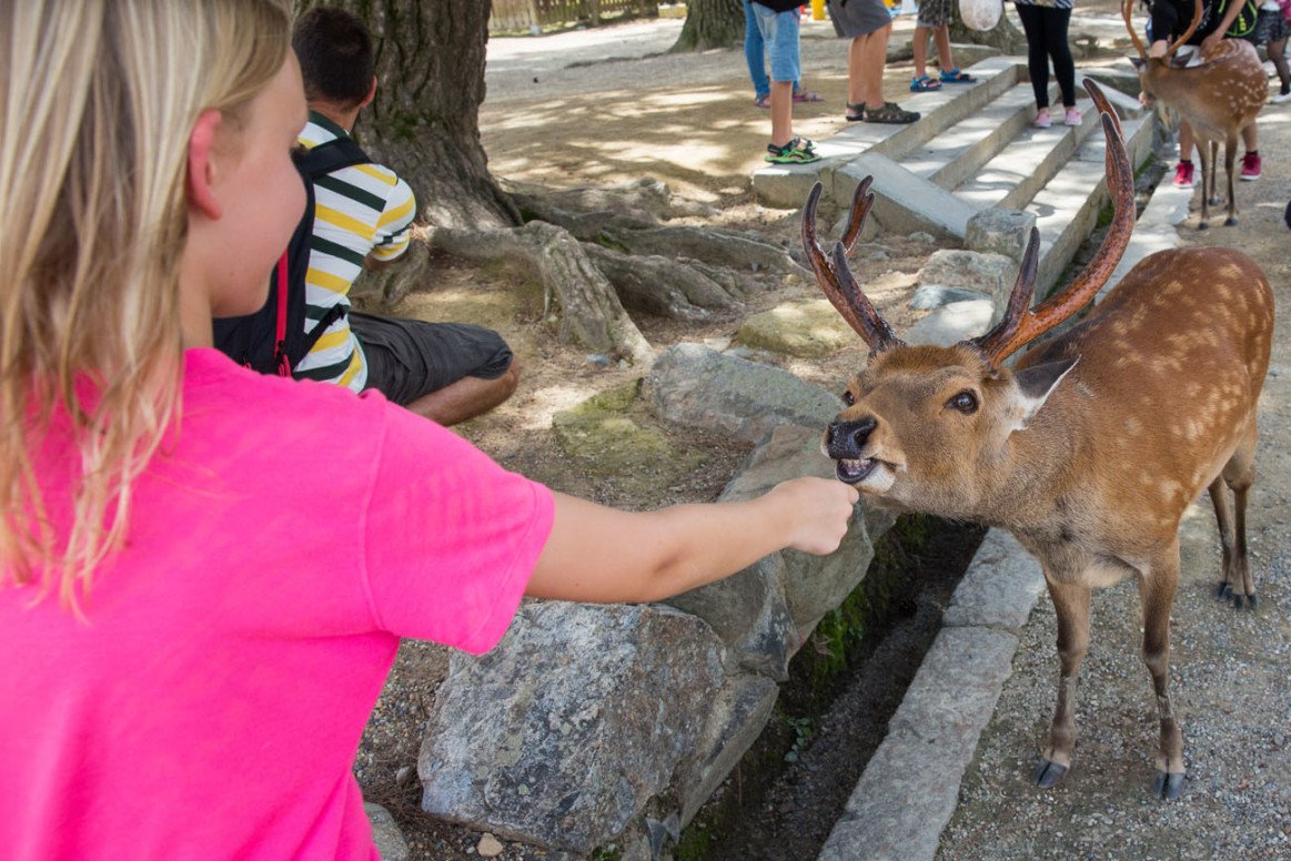 Feeding Deer In Nara Japan Earth Trekkers 3533