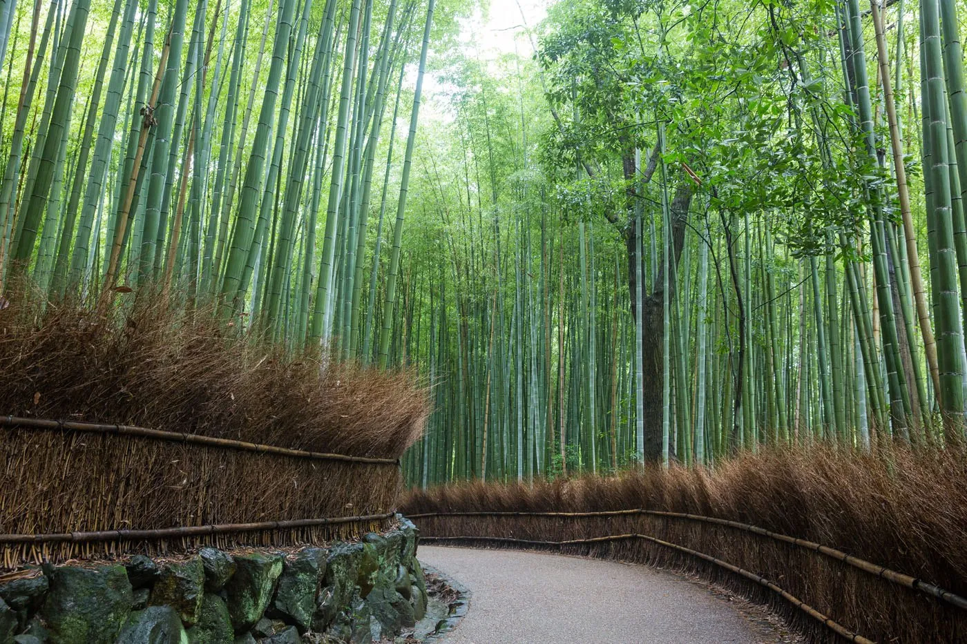 Arashiyama Bamboo Forest