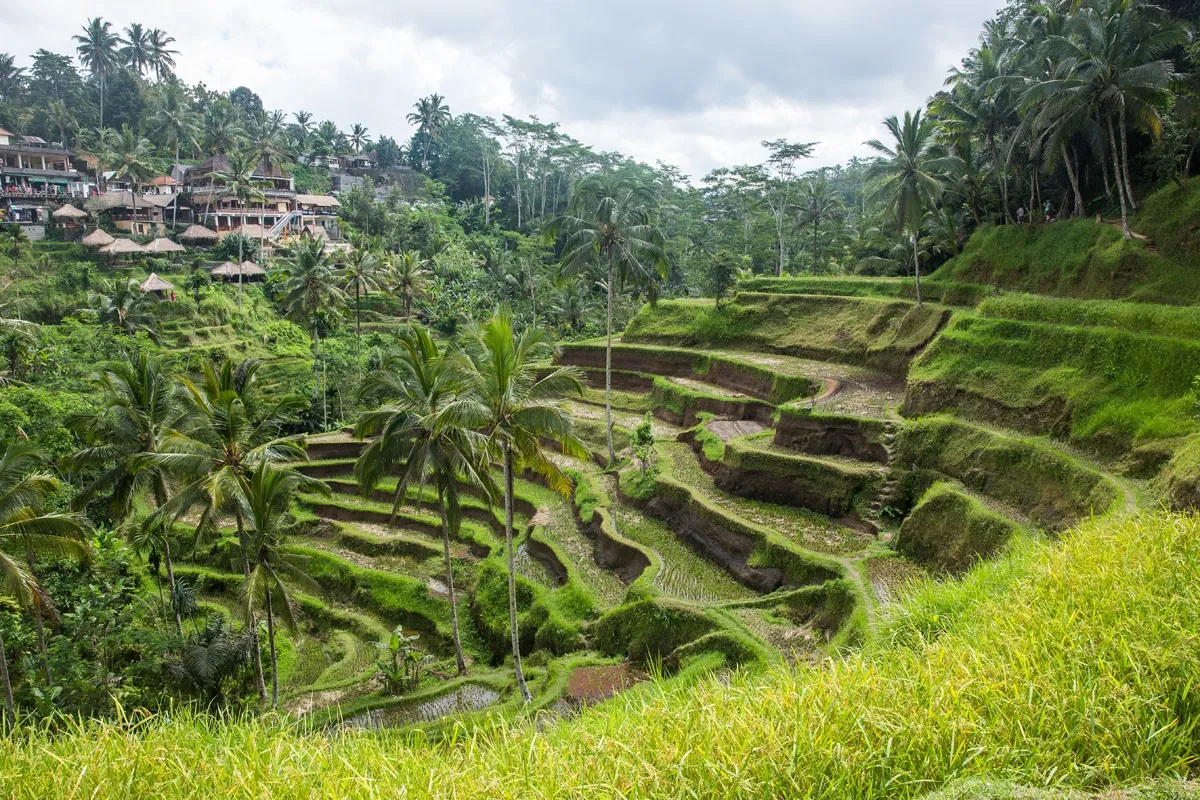 Rice Fields