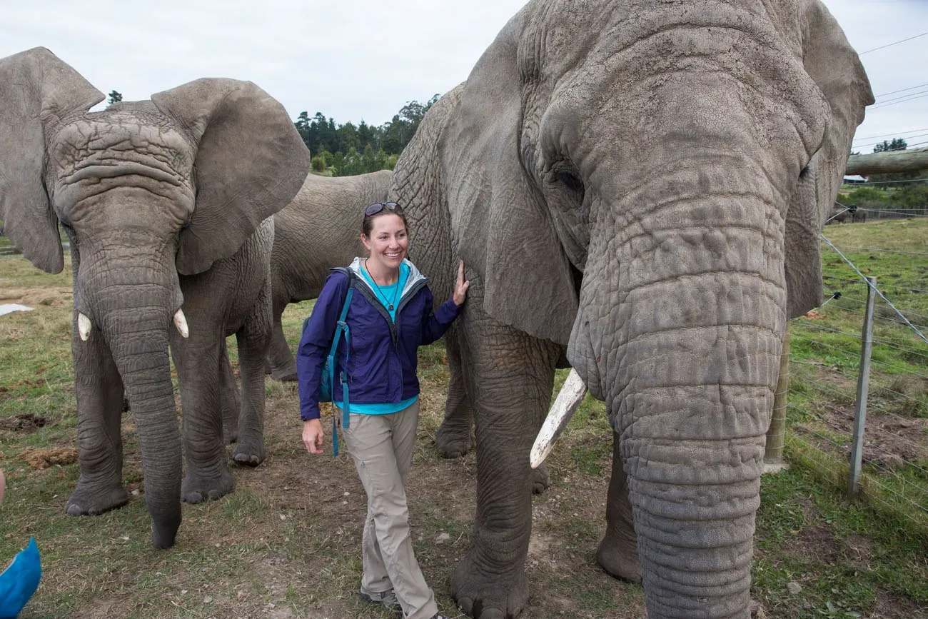 Knysna Elephants