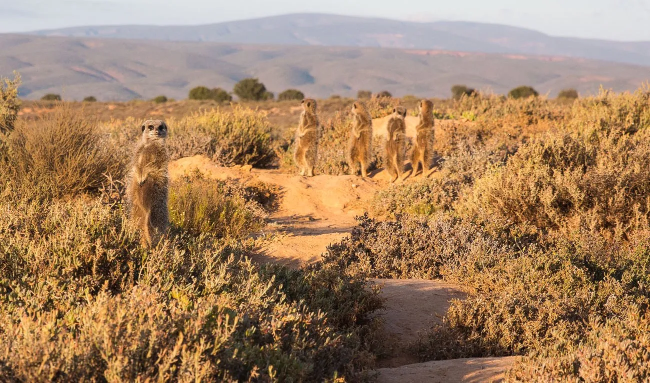 Meerkats