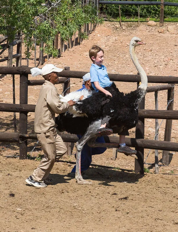 Riding an Ostrich