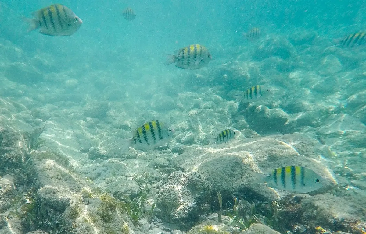 Snorkeling Aruba