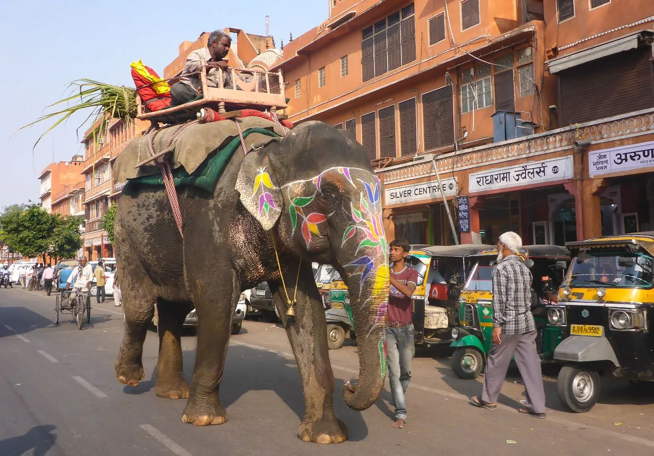 Jaipur Elephant