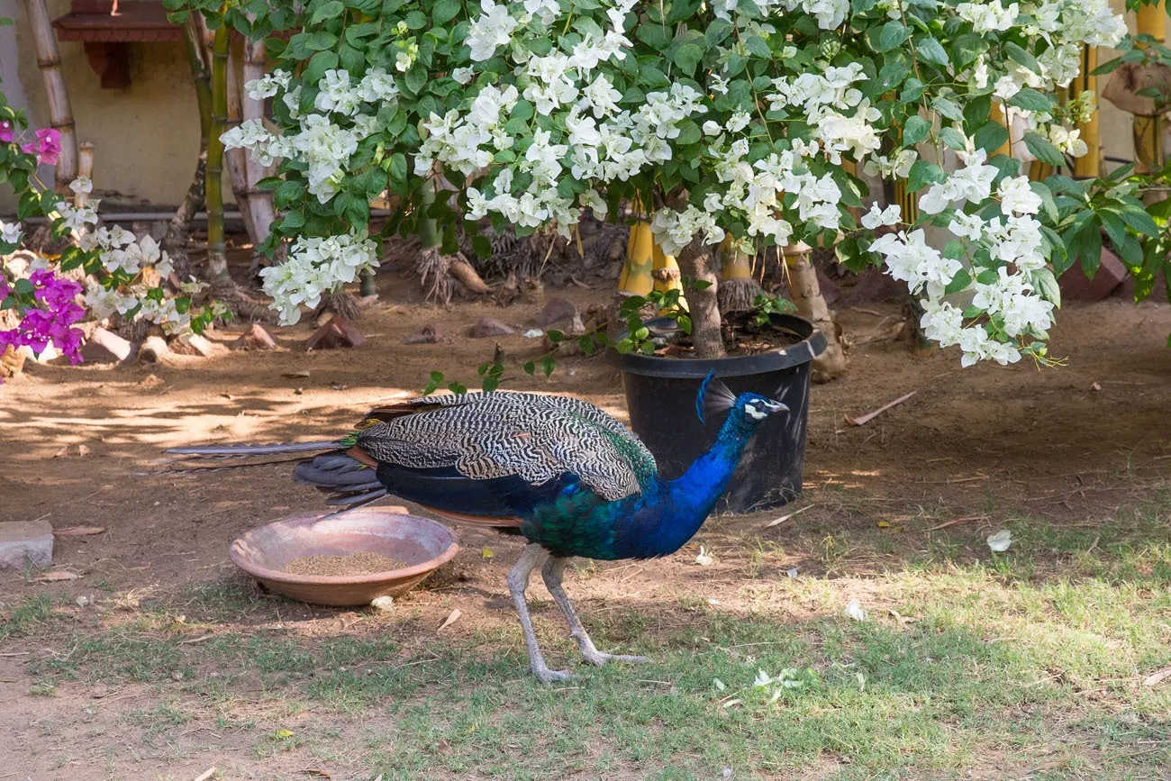 Peacock