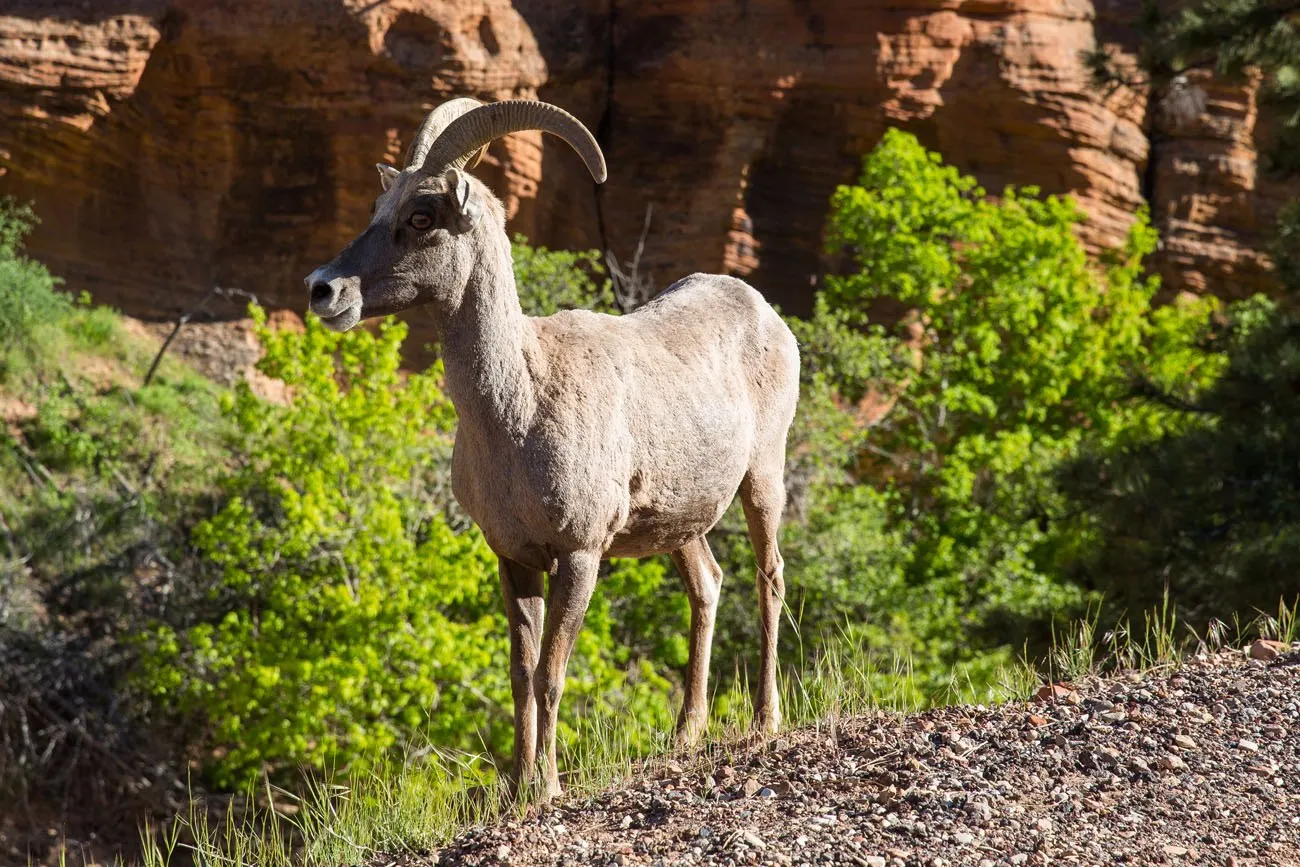 Mountain Goat