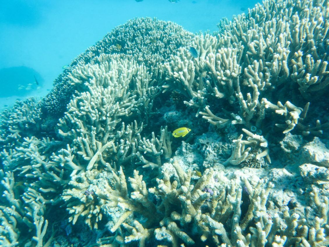 The Great Barrier Reef: Cruising to Lady Musgrave Island – Earth Trekkers