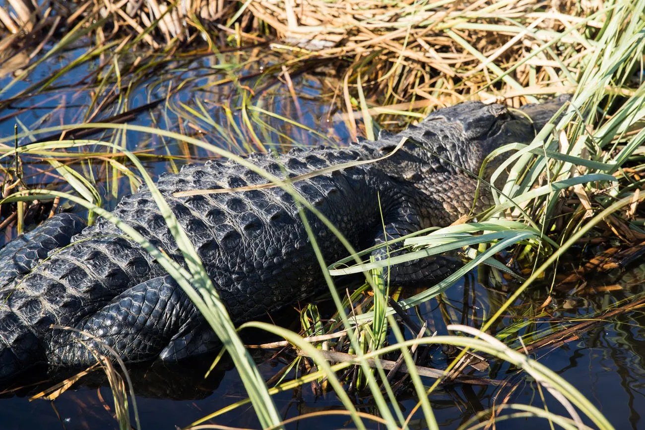 Alligator