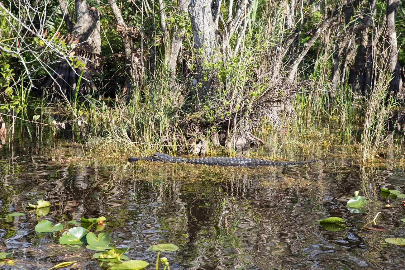 Everglades Alligator