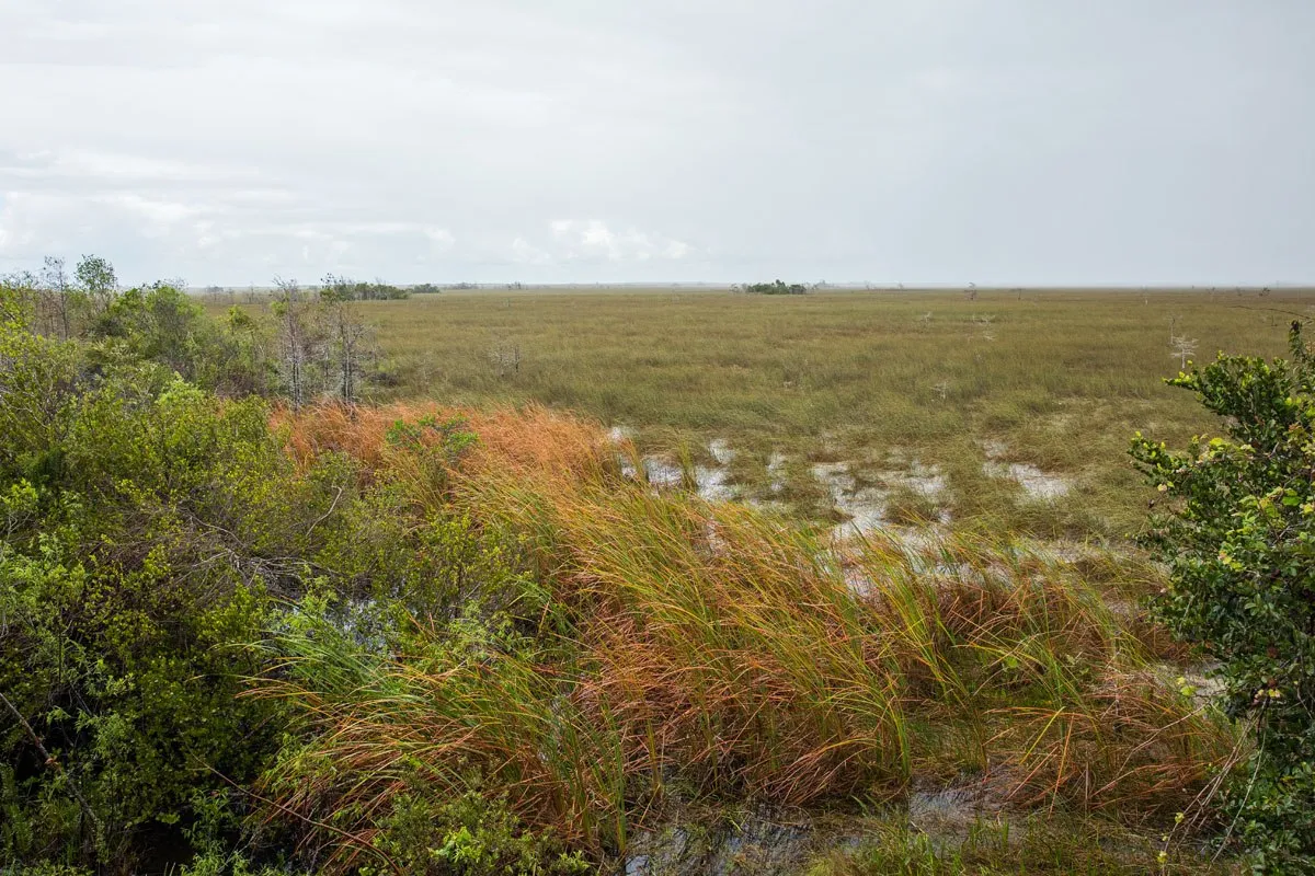 Everglades Overlook