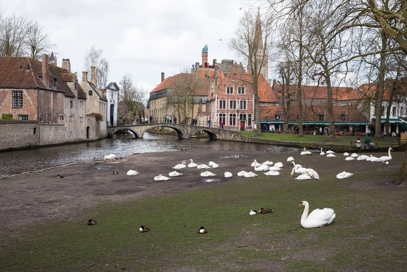 Swans in Bruges