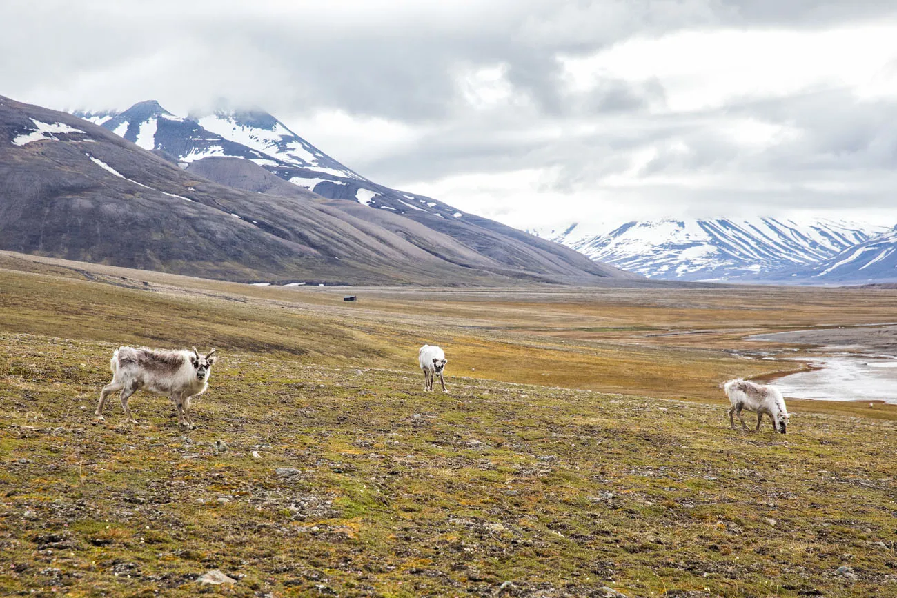 Hiking Svalbard