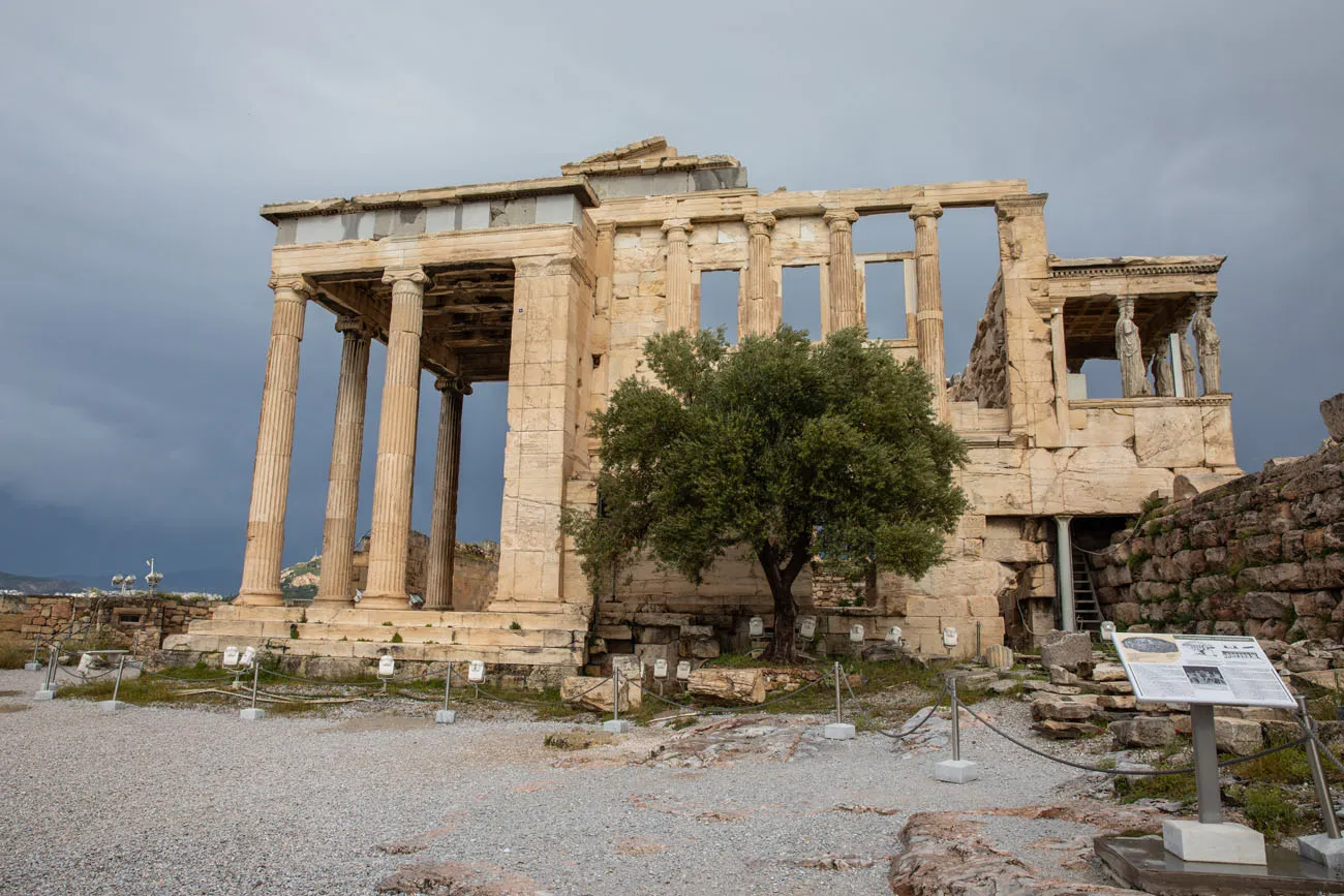 Olive Tree Acropolis