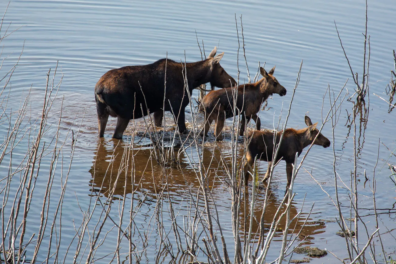 Moose Grand Teton