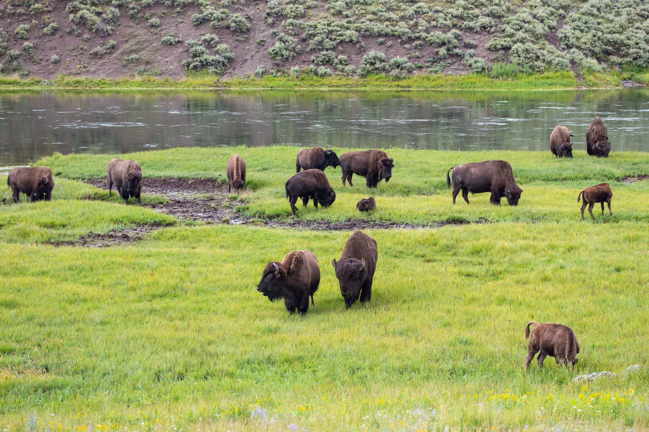 Bison Hayden Valley