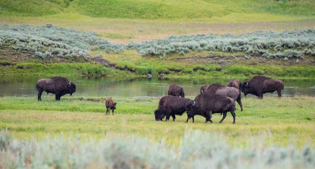 One Day in Yellowstone: 6 Epic Road Trip Itineraries – Earth Trekkers