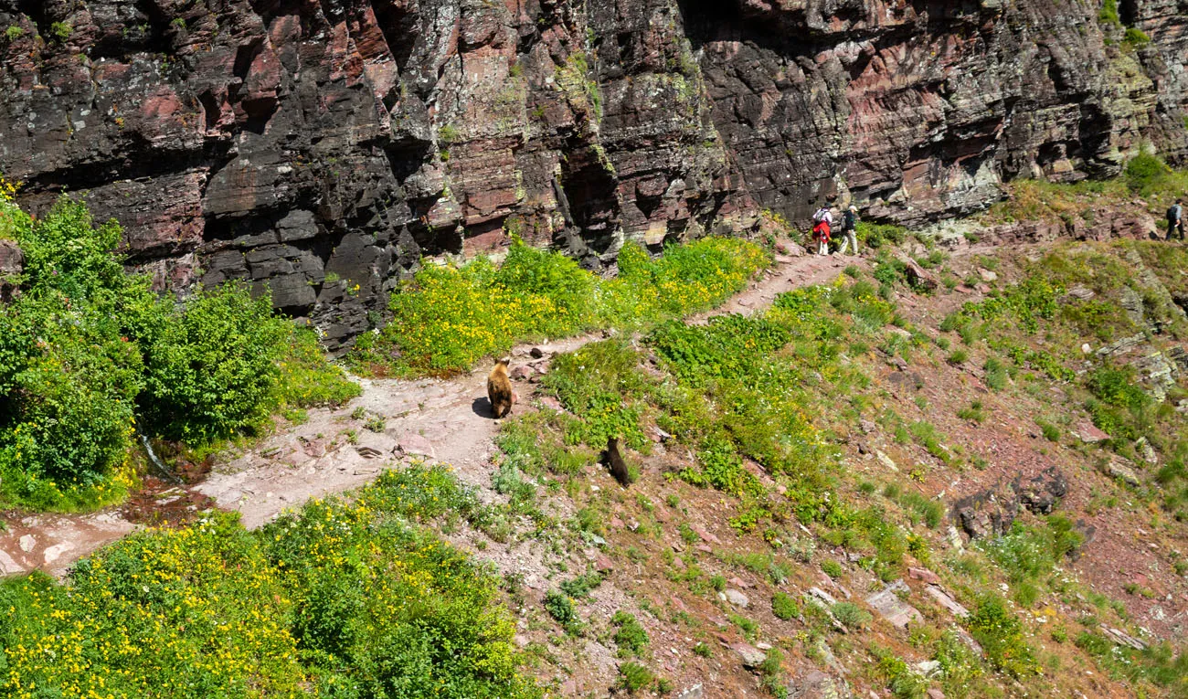 Black Bear Grinnell Glacier