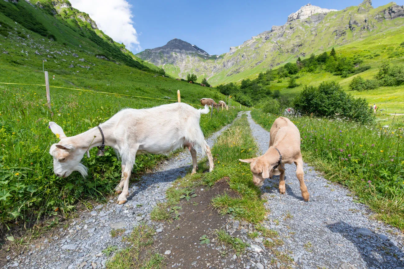 Northface Trail Goats best hikes in the Bernese Oberland