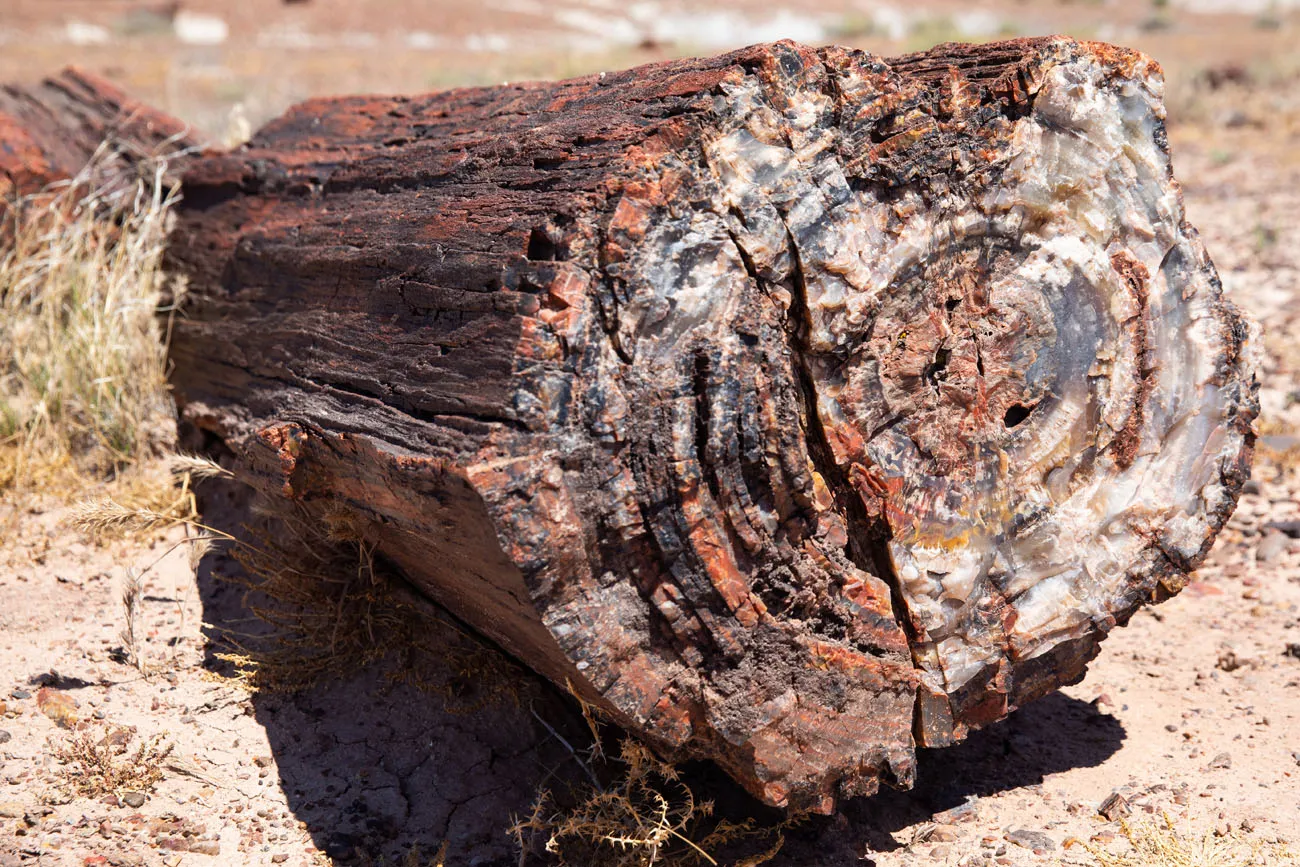 Petrified Forest