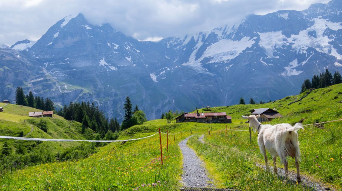 Northface Trail Murren