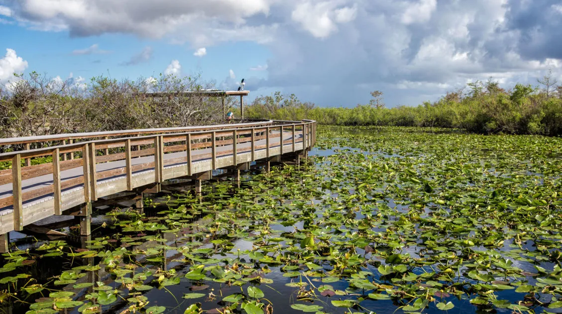 One Day in the Everglades