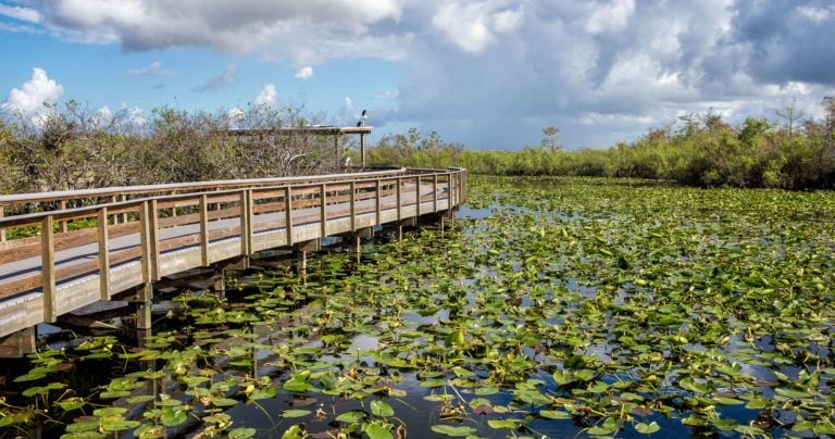 One Day in the Everglades