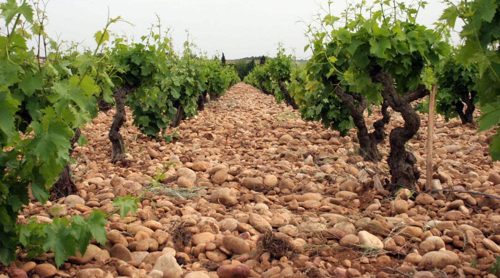 Provence Vineyard