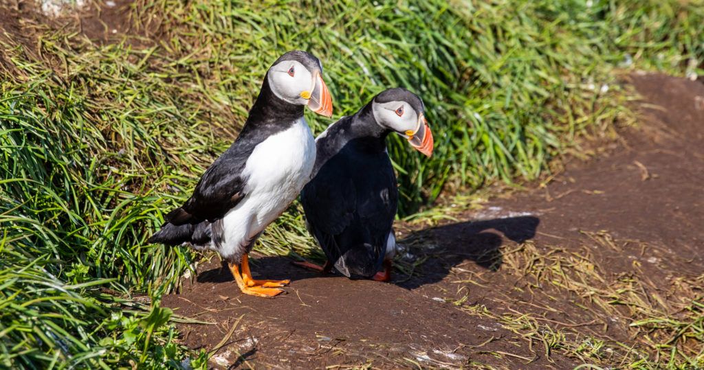 Puffins in Iceland