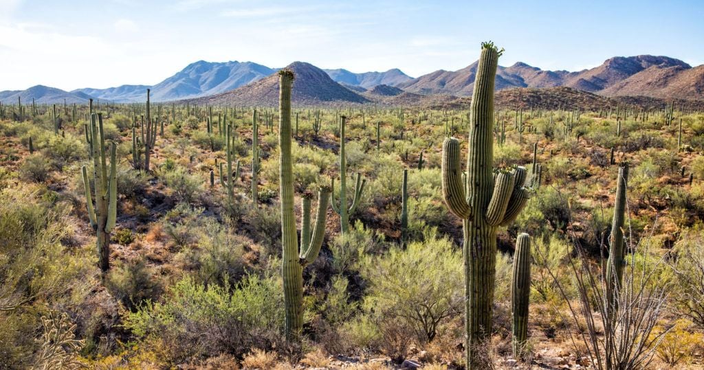 Saguaro National Park