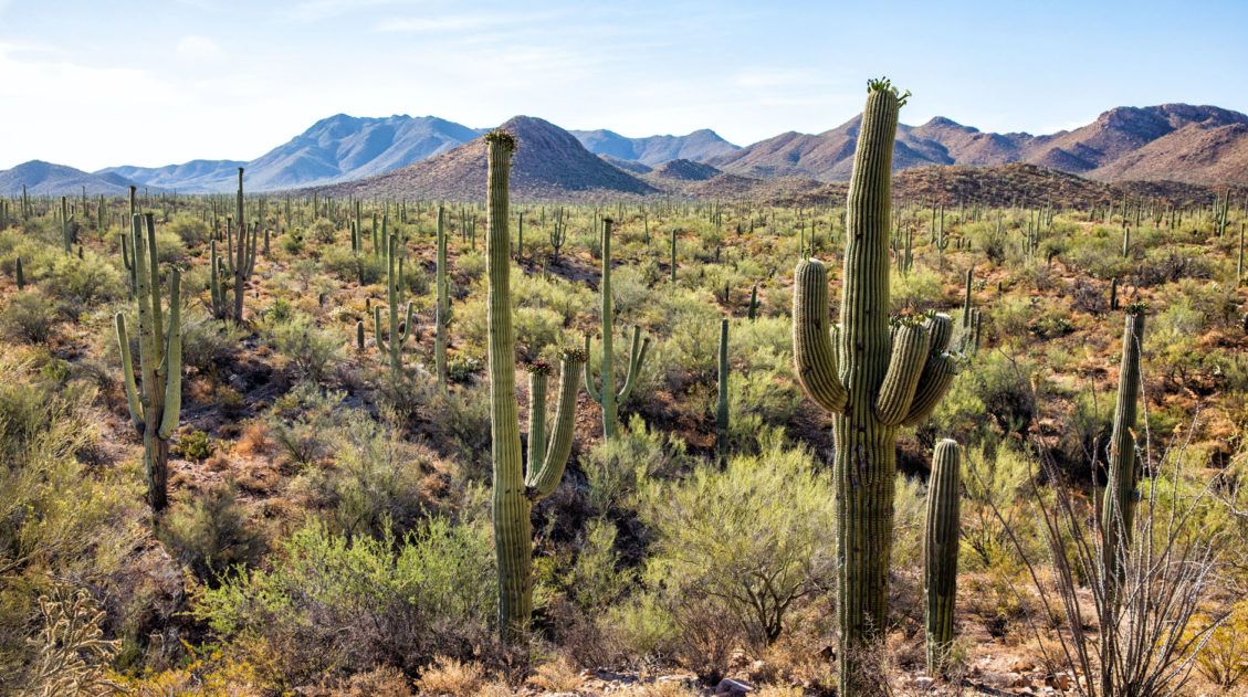 Saguaro National Park