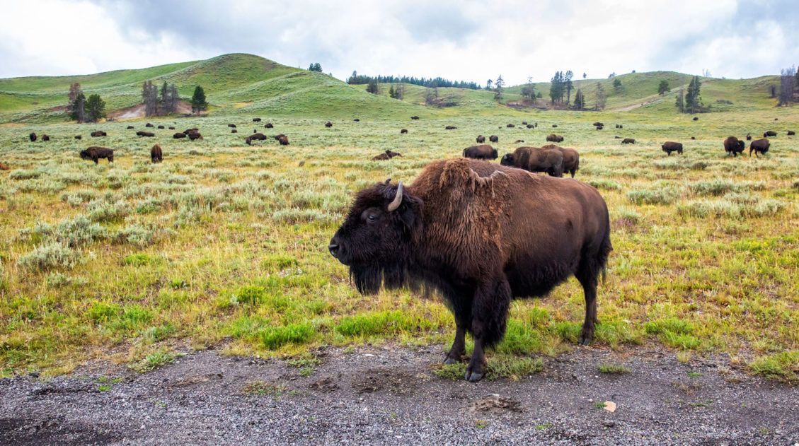 Things to do in Yellowstone