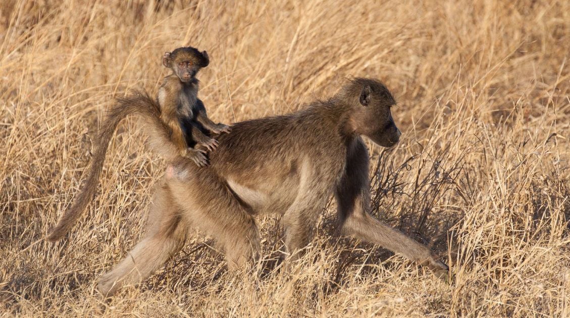 Baboons in Kruger