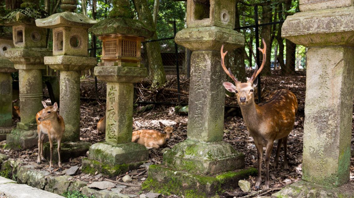 Feeding Deer in Nara Japan