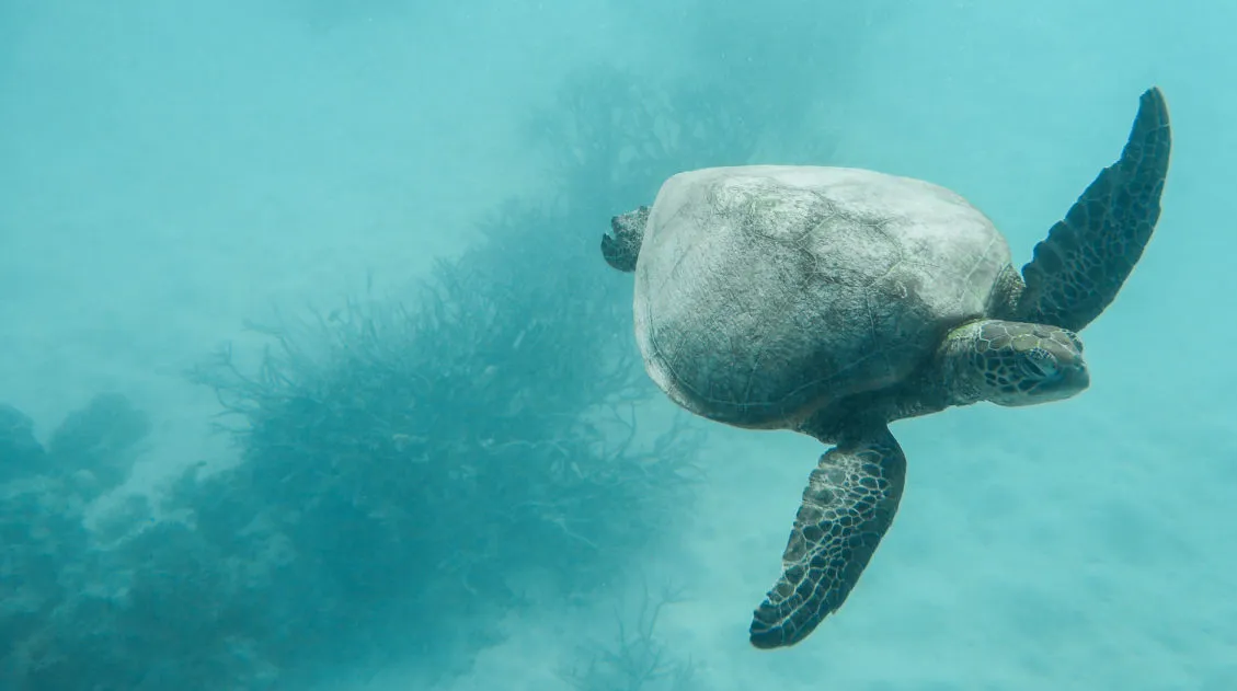 Sea Turtle GBR