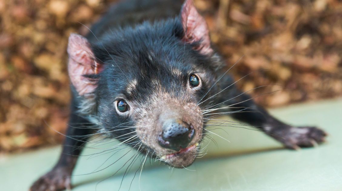 Tasmanian Devil