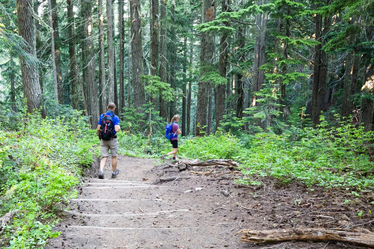 Tolmie Peak Forest Trail