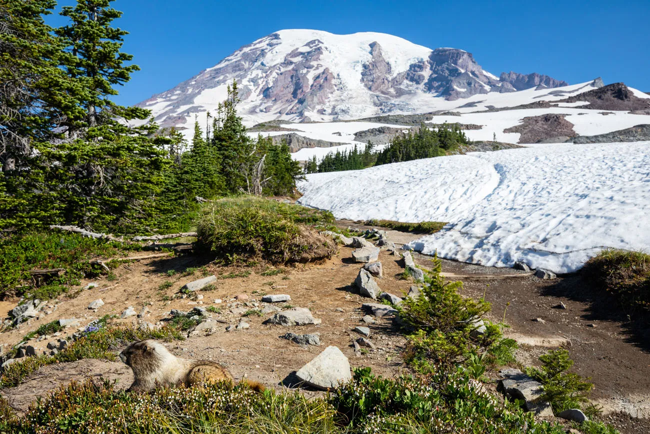 Marmot Mt Rainier