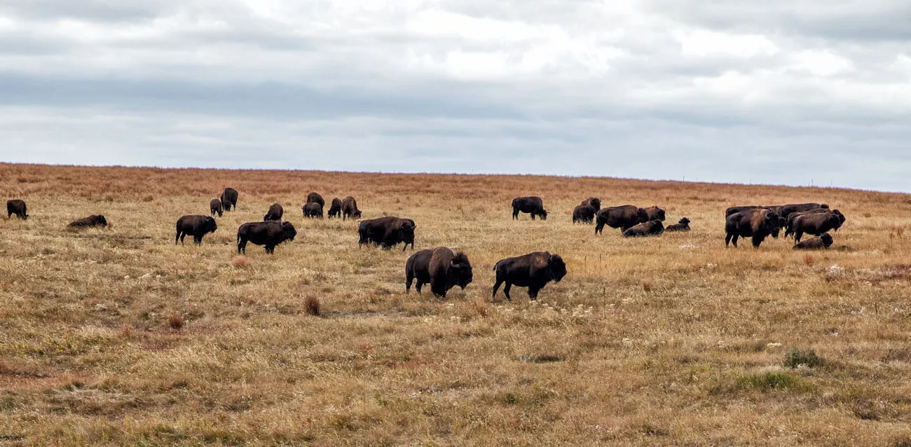 Bison Wind Cave