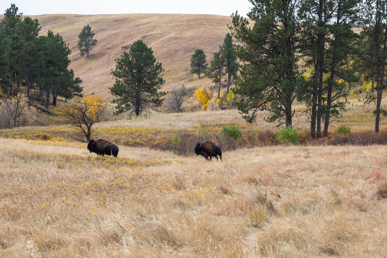 Bison on the Trail